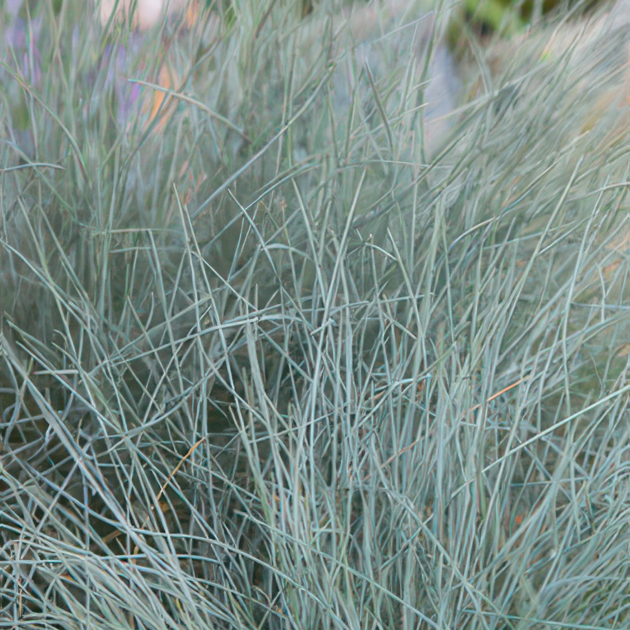 12X Festuca Glauca 'Elijah Bleu' - ↕10-25Cm - Ø9Cm - Afbeelding 4