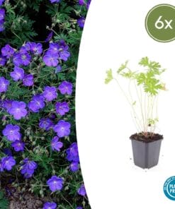 6X Geranium 'Johnson's Blue' - ↕10-25Cm - Ø9Cm