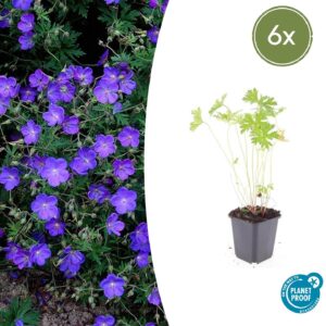 6X Geranium 'Johnson's Blue' - ↕10-25Cm - Ø9Cm
