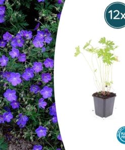 12X Geranium 'Johnson's Blue' - ↕10-25Cm - Ø9Cm