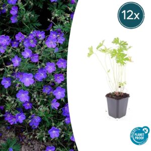 12X Geranium 'Johnson's Blue' - ↕10-25Cm - Ø9Cm