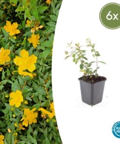 6X Hypericum Dummeri 'Peter Dummer' - ↕10-25Cm - Ø9Cm