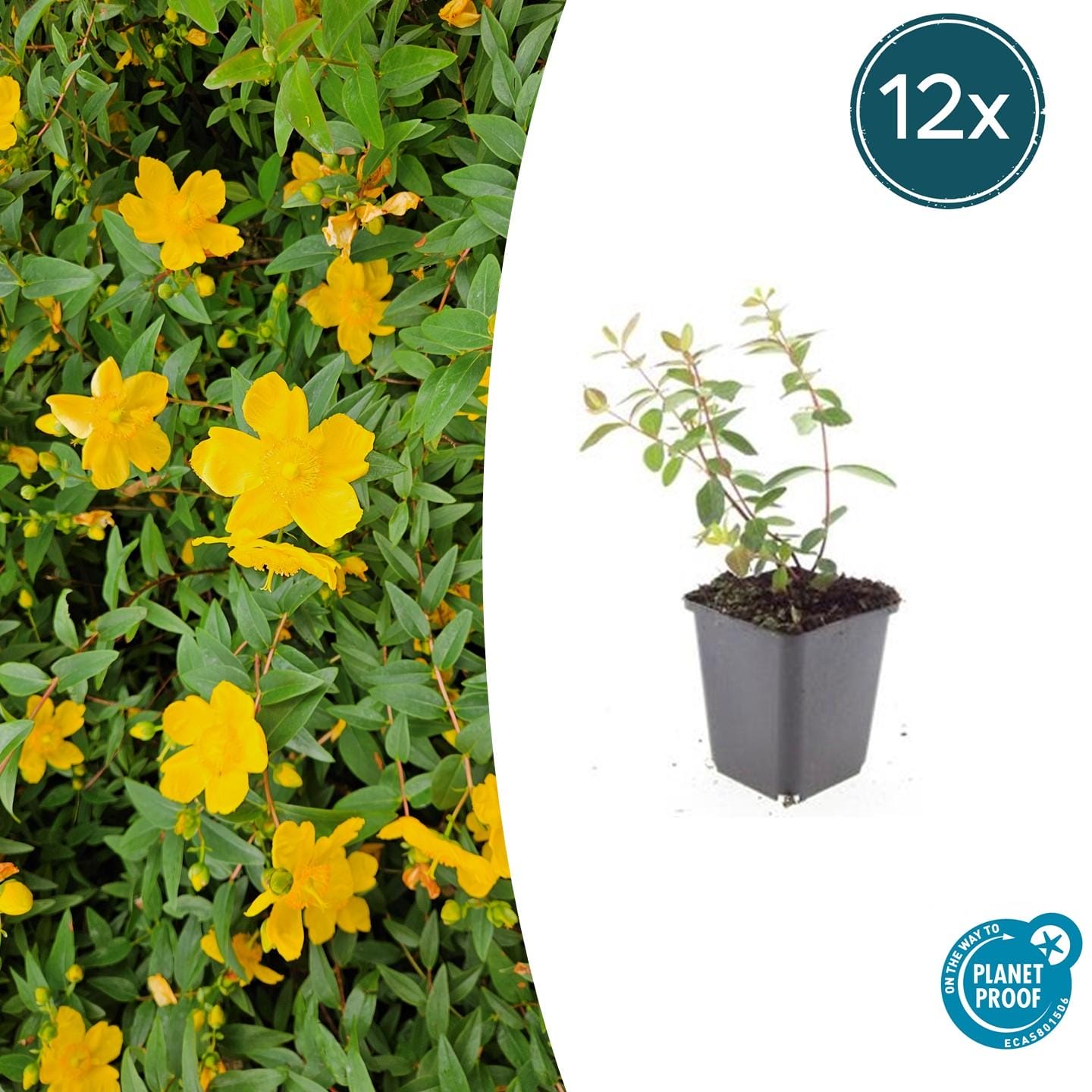 12X Hypericum Dummeri 'Peter Dummer' - ↕10-25Cm - Ø9Cm