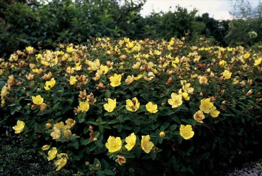 12X Hypericum Dummeri 'Peter Dummer' - ↕10-25Cm - Ø9Cm - Afbeelding 3