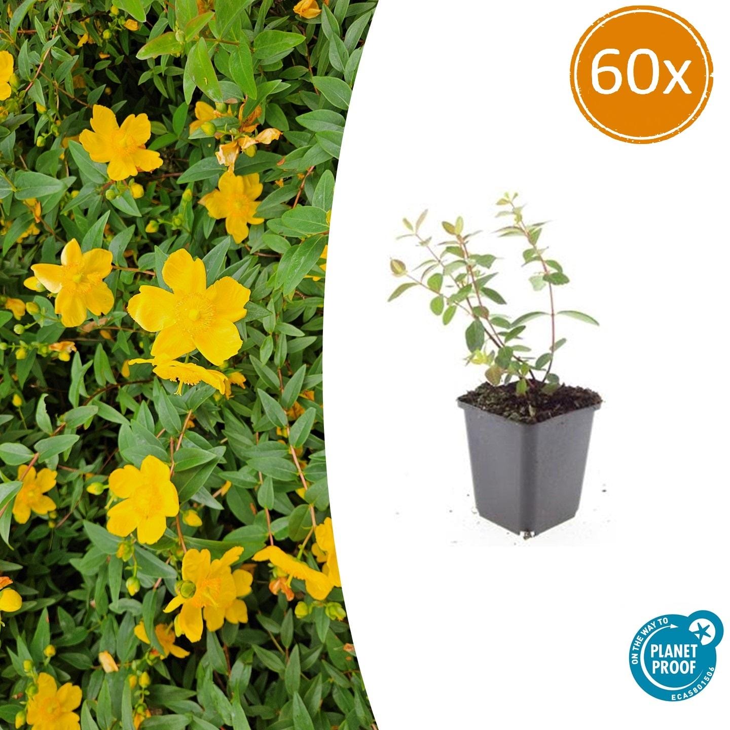 60X Hypericum Dummeri 'Peter Dummer' - ↕10-25Cm - Ø9Cm