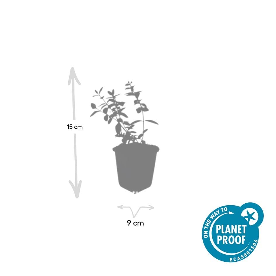 60X Hypericum Dummeri 'Peter Dummer' - ↕10-25Cm - Ø9Cm - Afbeelding 2