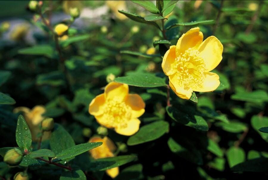 60X Hypericum Dummeri 'Peter Dummer' - ↕10-25Cm - Ø9Cm - Afbeelding 3
