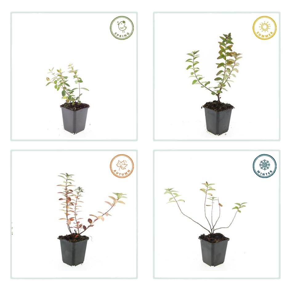 60X Hypericum Dummeri 'Peter Dummer' - ↕10-25Cm - Ø9Cm - Afbeelding 4