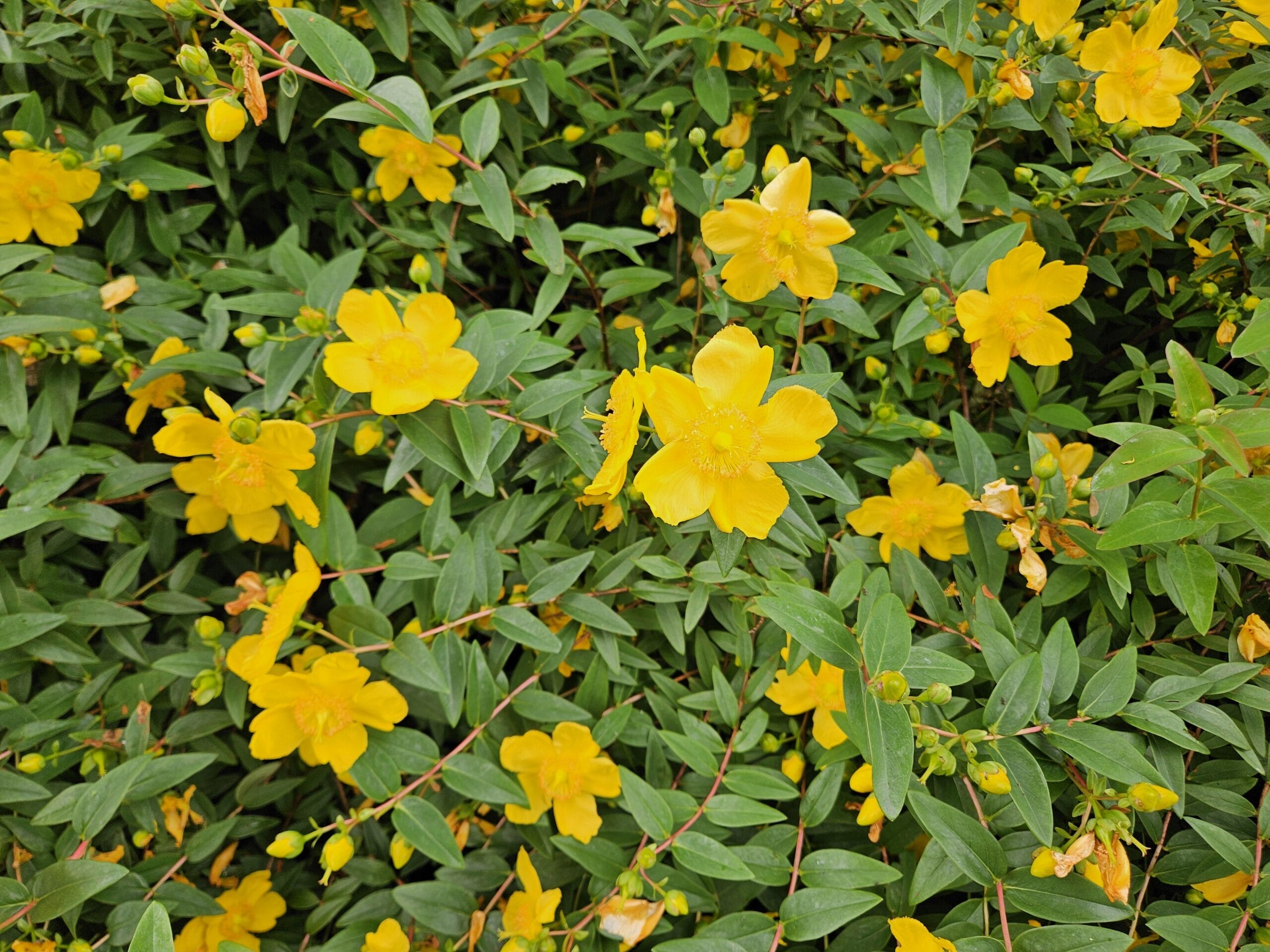 60X Hypericum Dummeri 'Peter Dummer' - ↕10-25Cm - Ø9Cm - Afbeelding 7