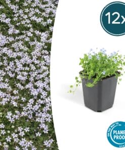 12X Isotoma Fluviatilis - ↕10-25Cm - Ø9Cm