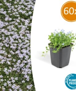 60X Isotoma Fluviatilis - ↕10-25Cm - Ø9Cm