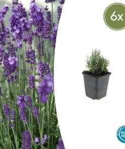 6X Lavandula Ang. 'Dwarf Blue' - ↕10-25Cm - Ø9Cm