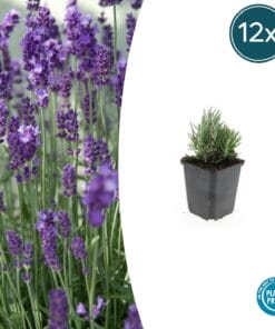12X Lavandula Ang. 'Dwarf Blue' - ↕10-25Cm - Ø9Cm