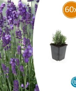 60X Lavandula Ang. 'Dwarf Blue' - ↕10-25Cm - Ø9Cm