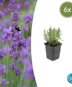 6X Lavandula Ang. 'Munstead' - ↕10-25Cm - Ø9Cm