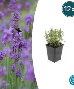 12X Lavandula Ang. 'Munstead' - ↕10-25Cm - Ø9Cm