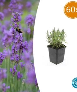 60X Lavandula Ang. 'Munstead' - ↕10-25Cm - Ø9Cm