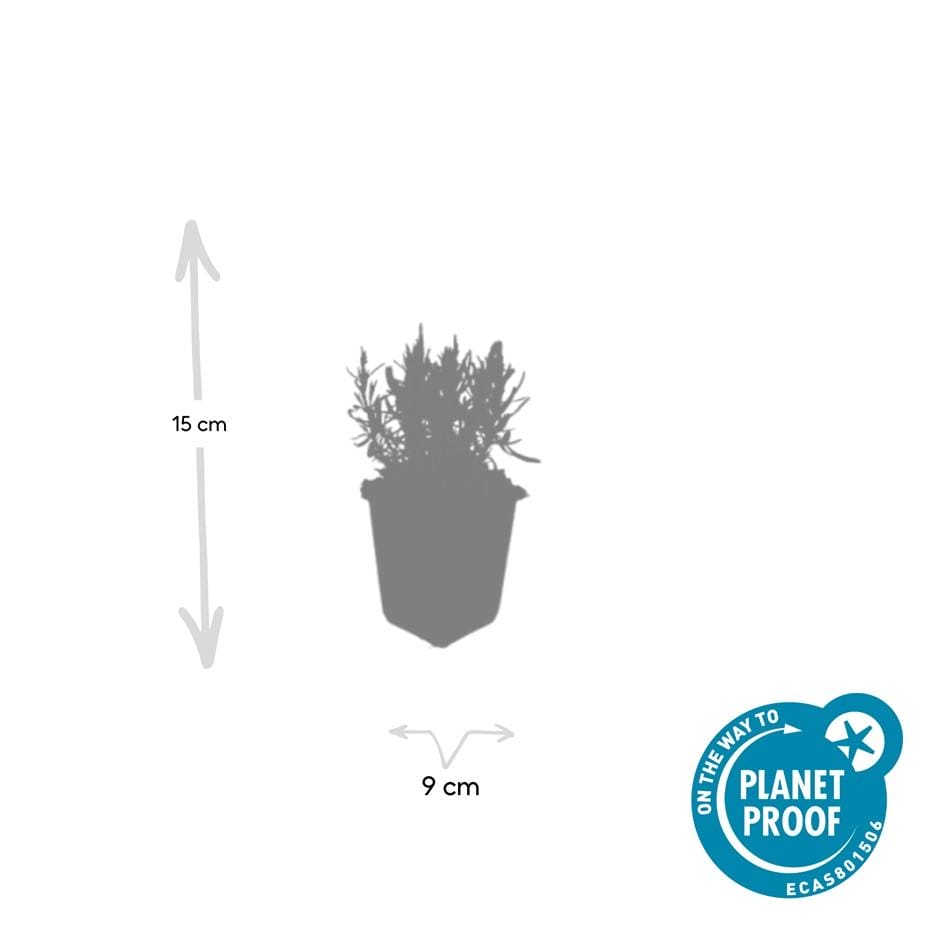 60X Lavandula Ang. 'Munstead' - ↕10-25Cm - Ø9Cm - Afbeelding 3