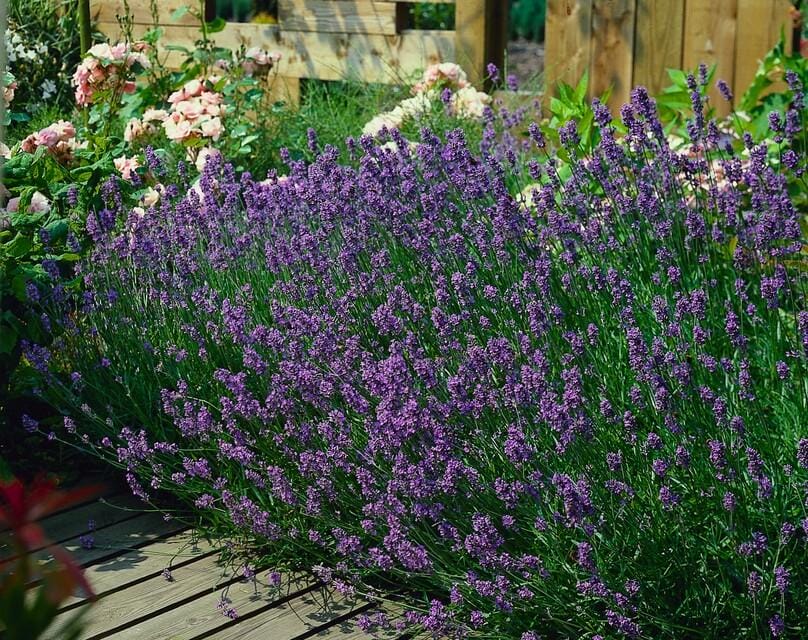 60X Lavandula Ang. 'Munstead' - ↕10-25Cm - Ø9Cm - Afbeelding 4