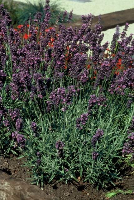 60X Lavandula Ang. 'Munstead' - ↕10-25Cm - Ø9Cm - Afbeelding 5