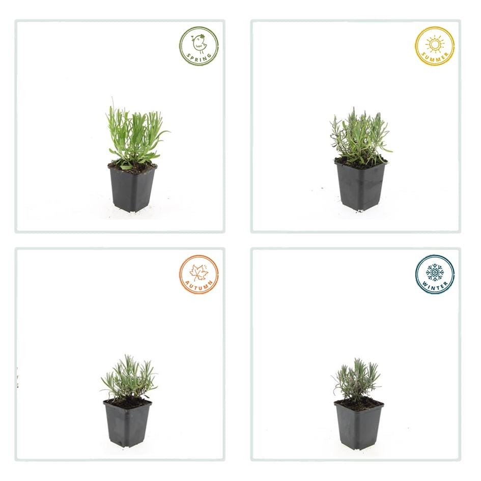 60X Lavandula Ang. 'Munstead' - ↕10-25Cm - Ø9Cm - Afbeelding 6