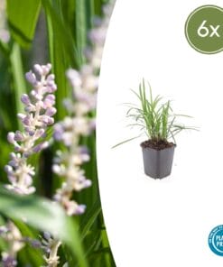 6X Liriope Muscari 'Monroe White' - ↕10-25Cm - Ø9Cm