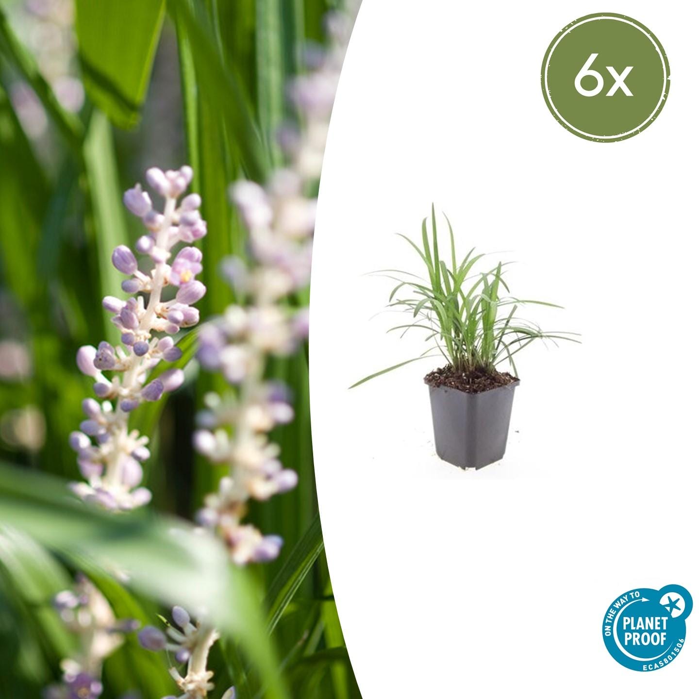 6X Liriope Muscari 'Monroe White' - ↕10-25Cm - Ø9Cm
