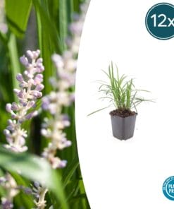 12X Liriope Muscari 'Monroe White' - ↕10-25Cm - Ø9Cm