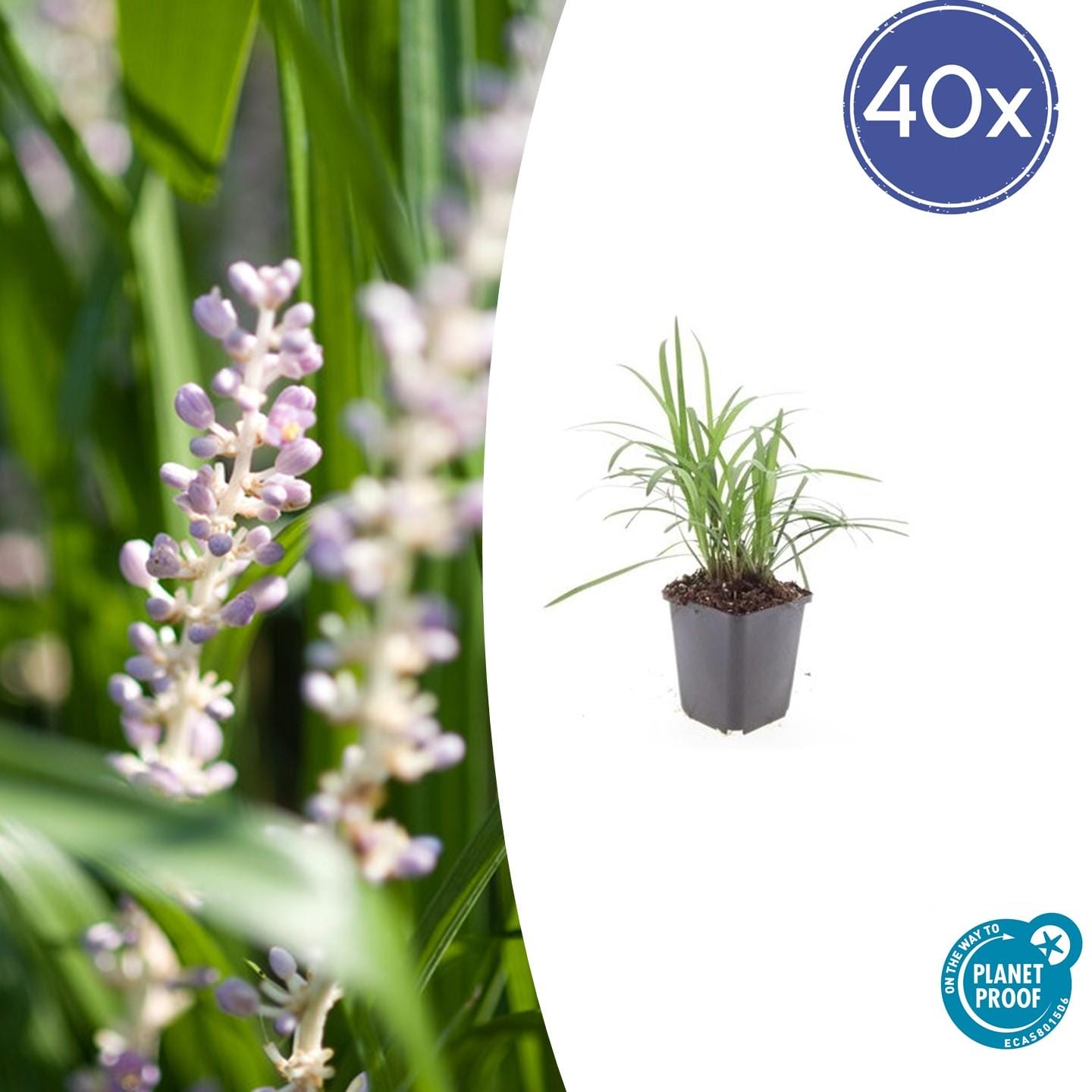 40X Liriope Muscari 'Monroe White' - ↕10-25Cm - Ø9Cm
