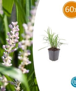 60X Liriope Muscari 'Monroe White' - ↕10-25Cm - Ø9Cm