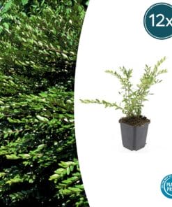 12X Lonicera Pileata 'Purple Pearl' - ↕10-25Cm - Ø9Cm