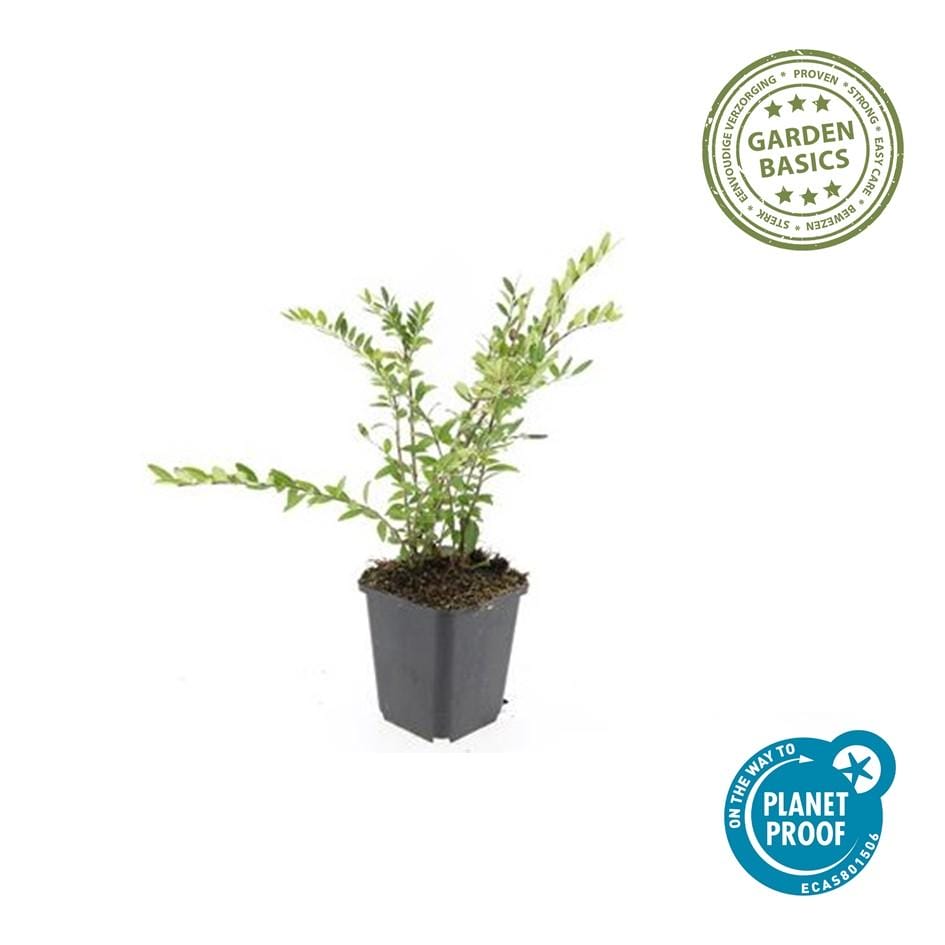 12X Lonicera Pileata 'Purple Pearl' - ↕10-25Cm - Ø9Cm - Afbeelding 2