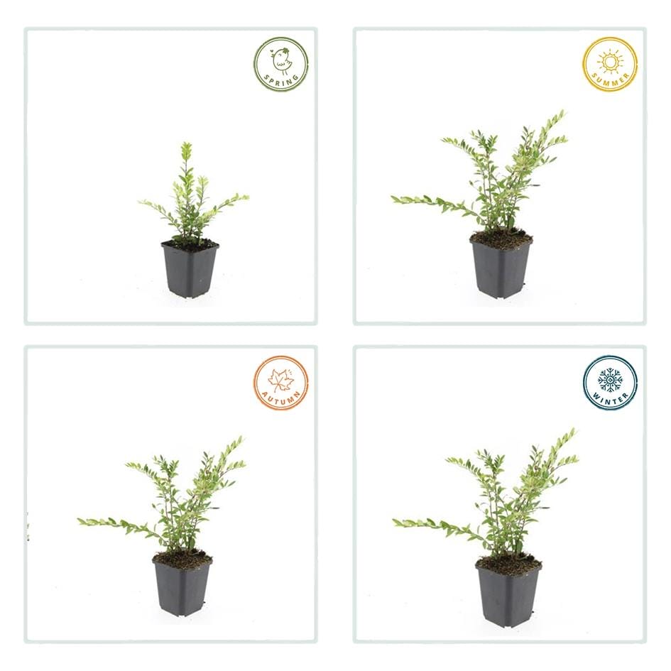 12X Lonicera Pileata 'Purple Pearl' - ↕10-25Cm - Ø9Cm - Afbeelding 3