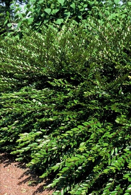 12X Lonicera Pileata 'Purple Pearl' - ↕10-25Cm - Ø9Cm - Afbeelding 4