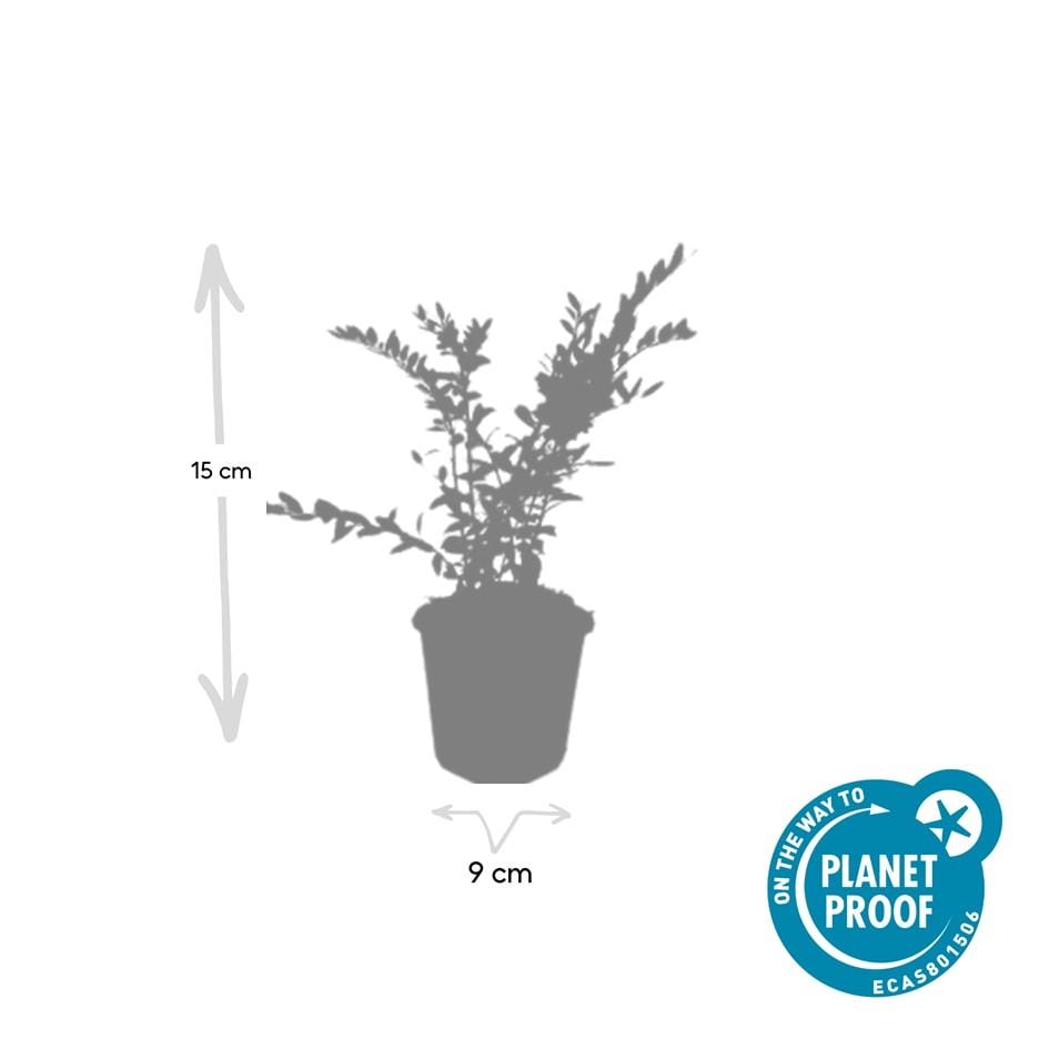 12X Lonicera Pileata 'Purple Pearl' - ↕10-25Cm - Ø9Cm - Afbeelding 5