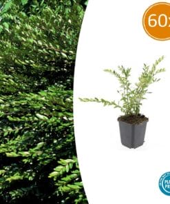 60X Lonicera Pileata 'Purple Pearl' - ↕10-25Cm - Ø9Cm