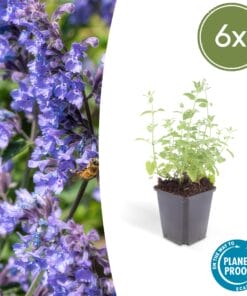 6X Nepeta 'Six Hills Giant' - ↕10-25Cm - Ø9Cm