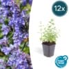 12X Nepeta 'Six Hills Giant' - ↕10-25Cm - Ø9Cm