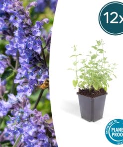 12X Nepeta 'Six Hills Giant' - ↕10-25Cm - Ø9Cm