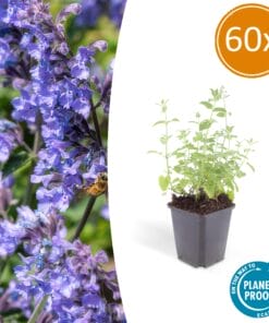 60X Nepeta 'Six Hills Giant' - ↕10-25Cm - Ø9Cm