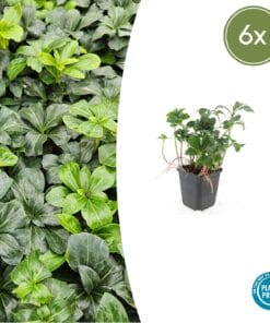6X Pachysandra Term. 'Green Sheen' - ↕10-25Cm - Ø9Cm