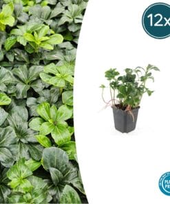 12X Pachysandra Term. 'Green Sheen' - ↕10-25Cm - Ø9Cm