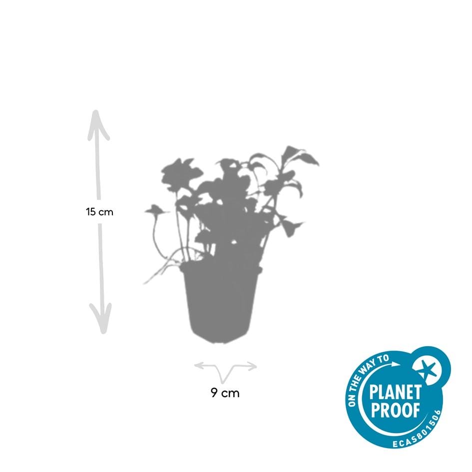 40X Pachysandra Term. 'Green Sheen' - ↕10-25Cm - Ø9Cm - Afbeelding 2