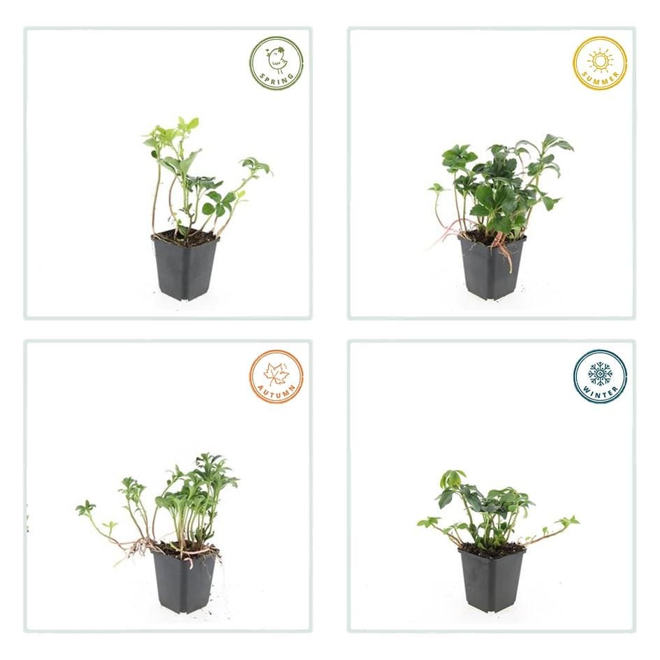 40X Pachysandra Term. 'Green Sheen' - ↕10-25Cm - Ø9Cm - Afbeelding 5