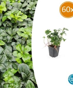 60X Pachysandra Term. 'Green Sheen' - ↕10-25Cm - Ø9Cm