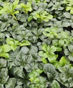 60X Pachysandra Term. 'Green Sheen' - ↕10-25Cm - Ø9Cm - Afbeelding 6