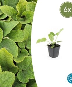 6X Phlomis Russeliana - ↕10-25Cm - Ø9Cm