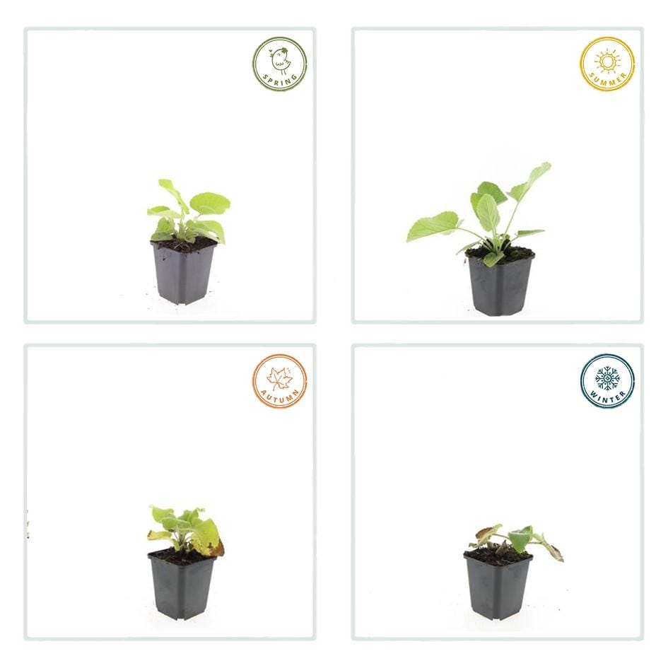 6X Phlomis Russeliana - ↕10-25Cm - Ø9Cm - Afbeelding 4