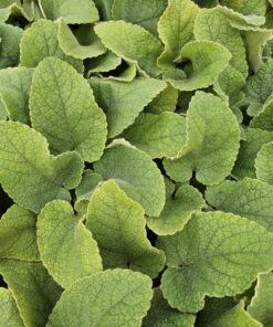 6X Phlomis Russeliana - ↕10-25Cm - Ø9Cm - Afbeelding 5