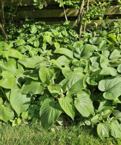 6X Phlomis Russeliana - ↕10-25Cm - Ø9Cm - Afbeelding 6